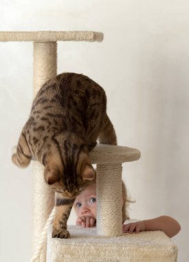 Kedi Pençesi kalemtıraş üzerinde oynama