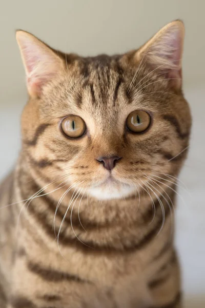 Retrato de um gato britânico de curta distância — Fotografia de Stock