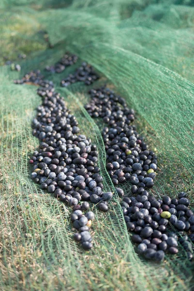 Aceitunas en la red de captura —  Fotos de Stock