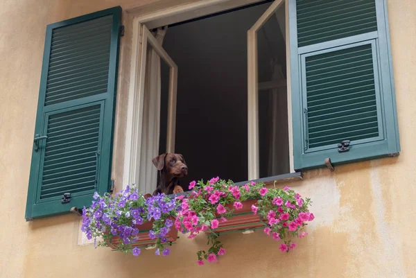 Dog looking out window — Stock Photo, Image