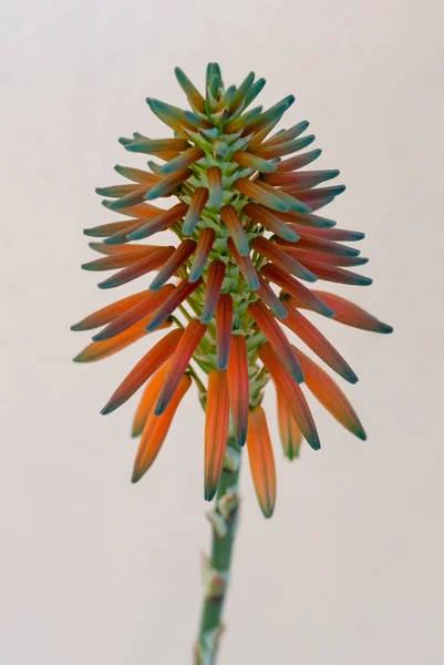 Flores de aloe mitriformis — Foto de Stock