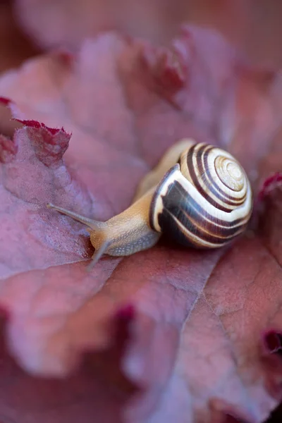 Close up of a snail — Stock Photo, Image