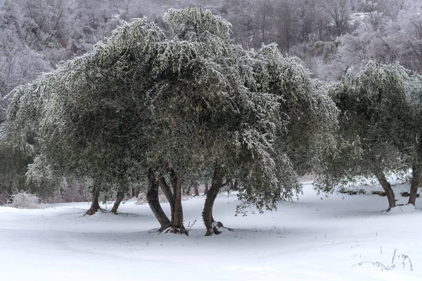 Оливковая роща покрыта льдом после холодного дождя — стоковое фото