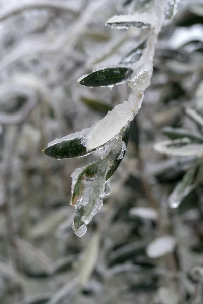 Branche d'olivier, couverte de glace — Photo