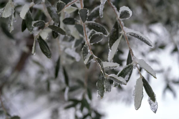 Zweig des Olivenbaums, mit Eis bedeckt — Stockfoto