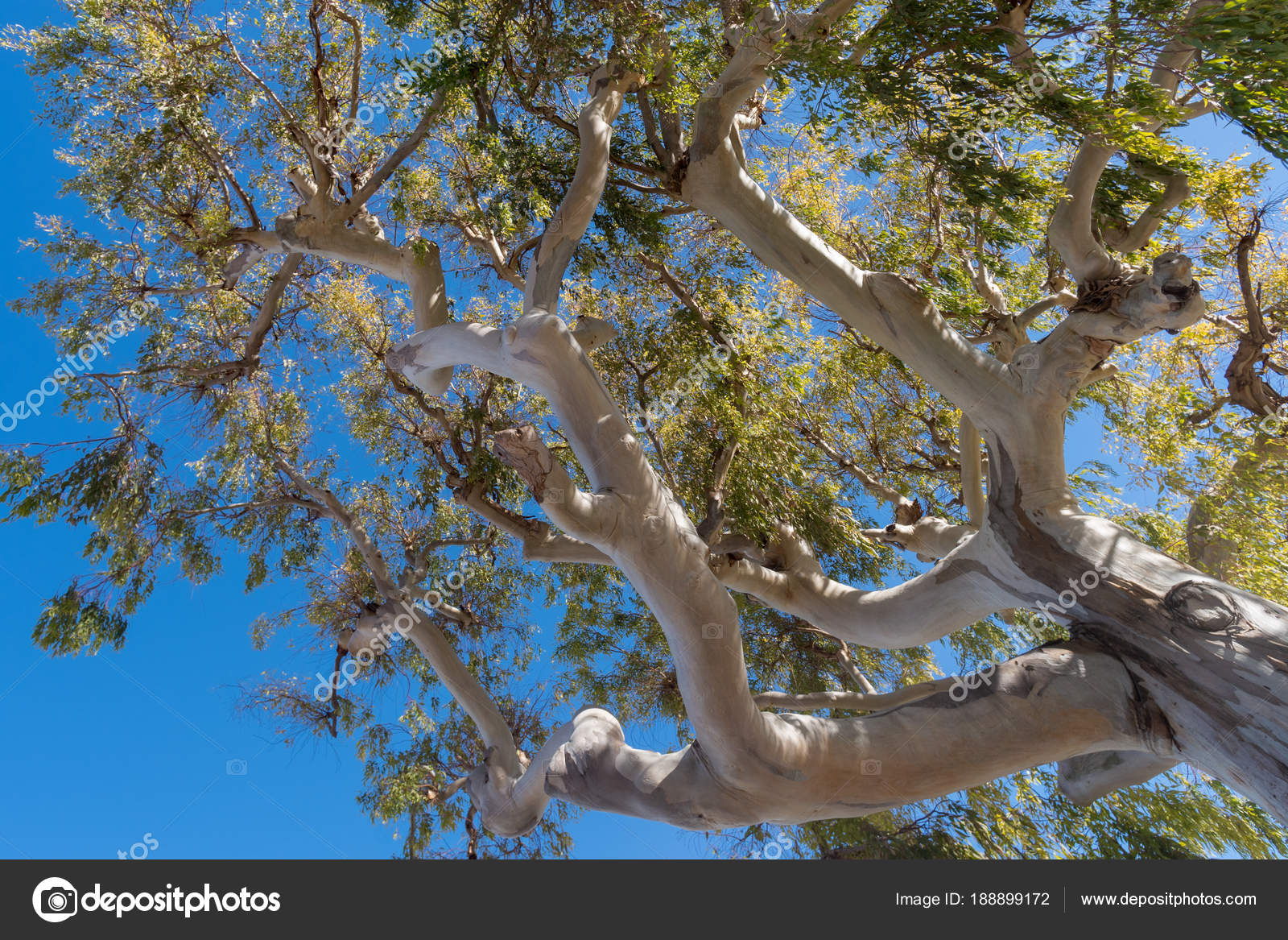 Eucalyptus tree, Low angle view — Stock Photo © surkovdimitri 188899172