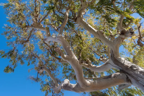 Eucalyptus tree, Low angle view