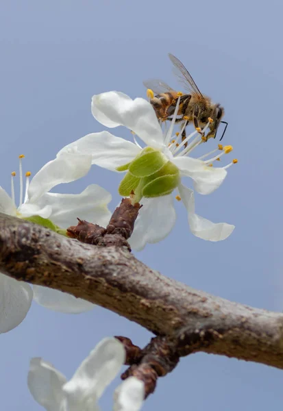 Abelha de mel em uma flor — Fotografia de Stock