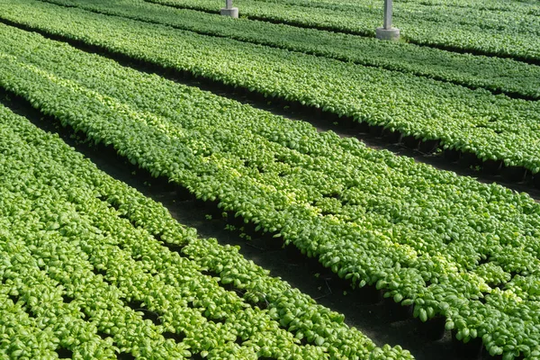 Albahaca cultivada en invernadero — Foto de Stock
