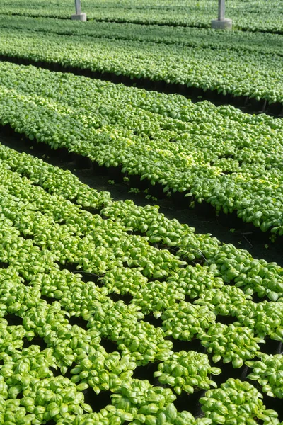 Basil growing in greenhouse — Stock Photo, Image