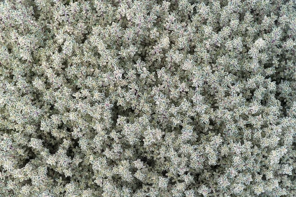 Basil growing in greenhouse — Stock Photo, Image