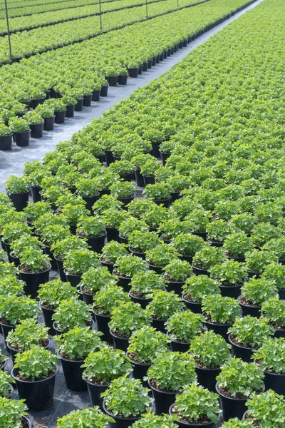 Bazalka pěstování ve skleníku — Stock fotografie