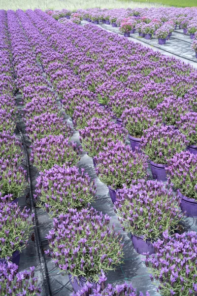 Flores en un invernadero — Foto de Stock