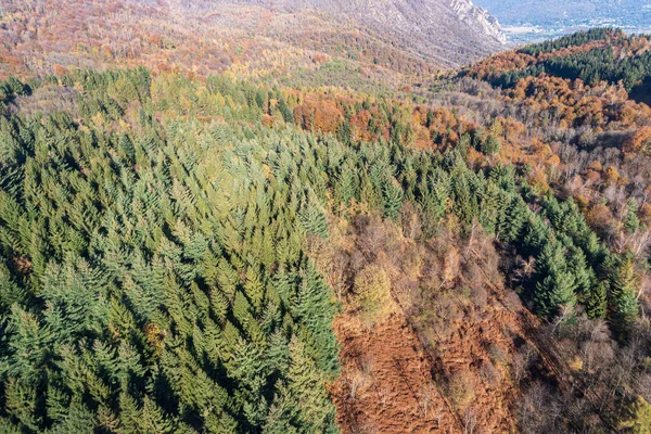 Bosque de pino, vista elevada — Foto de Stock