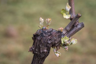 Erken bahar üzümleri tomurcukları