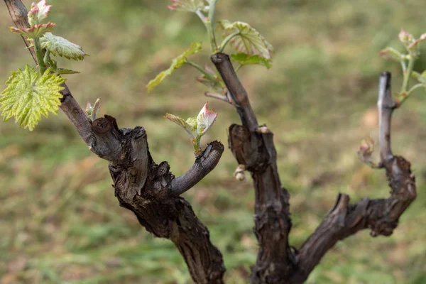 Brotes de uva de primavera — Foto de Stock