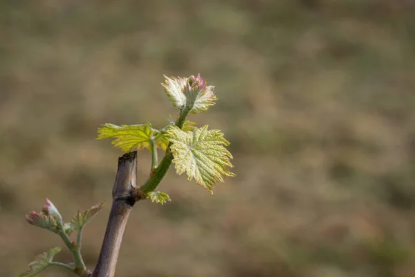 Early spring grape vine buds — Stock Image Early spring grape vine buds Stock Image