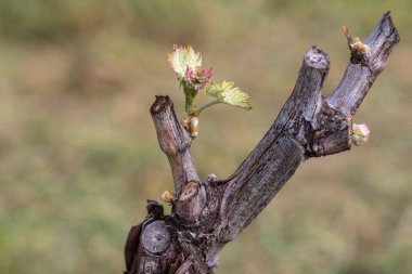 Erken bahar üzümleri tomurcukları