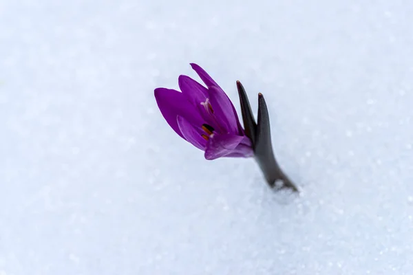 Flor de cocodrilo en nieve — Foto de Stock