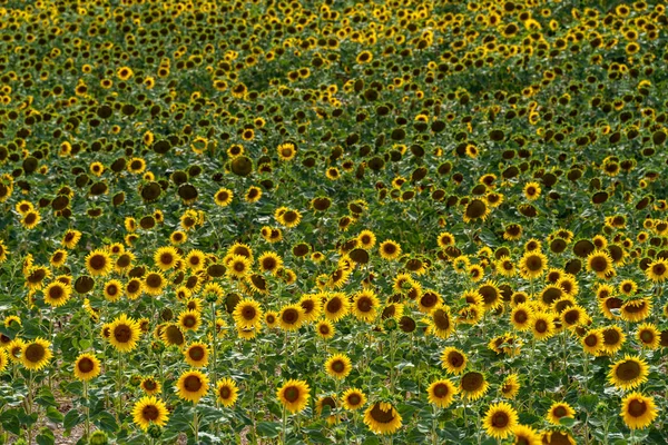 Sunflowers field in Provence, France Stock Picture