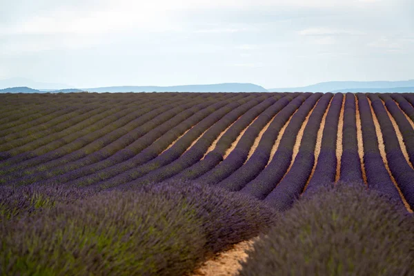 Lavender field in Valensole, France — Stock Photo, Image