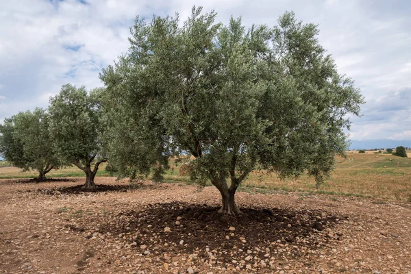 Olivovníky v Provence, Francie — Stock fotografie