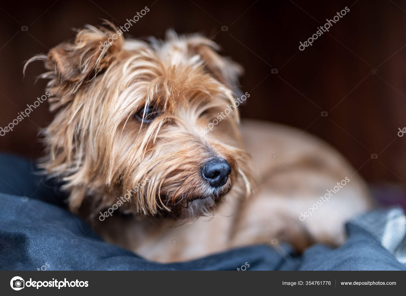 Schnauzer Yorkshire Terrier Mezcla Acostado Casa Del Perro — Foto de stock  #354761776 © surkovdimitri, image size:1600x1168