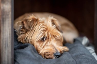 Schnauzer / Yorkshire Teriyer karışımı köpek kulübesinde yatıyor