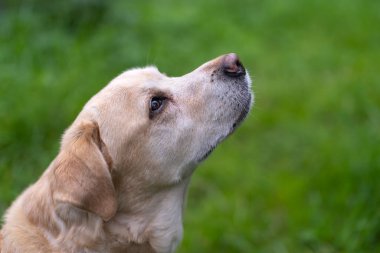 Yaşlı bir Labrador Retriever duruyor ve başka tarafa bakıyor.
