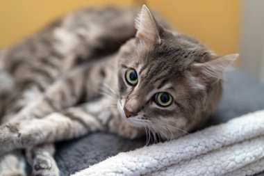 Kanepenin üzerinde yatan kedi portresi