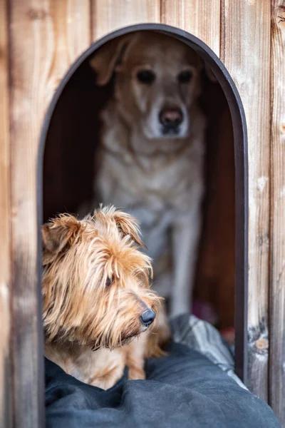 Labrador Och Blandras Hund Inne Hund Hus — Stockfoto