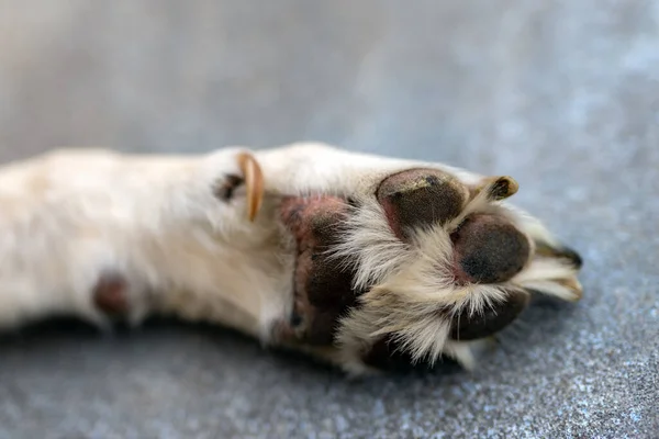Labrador Pençeli Köpek Yaklaş — Stok fotoğraf