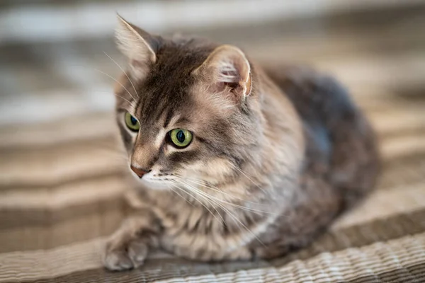 Retrato Gato Acostado Sobre Sofá — Foto de Stock