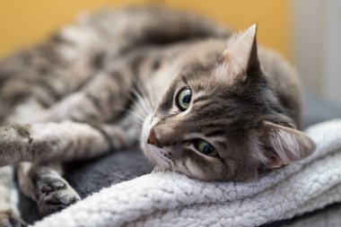 Kanepenin üzerinde yatan kedi portresi