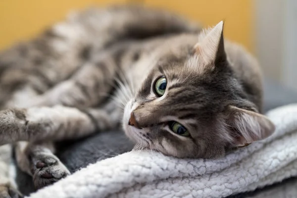 Porträt Einer Katze Die Auf Einer Couch Liegt — Stockfoto