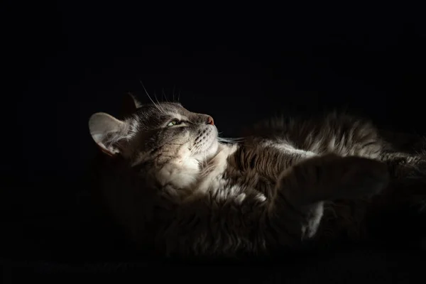 Gato Descansando Sofá Raio Luz Solar Rosto — Fotografia de Stock