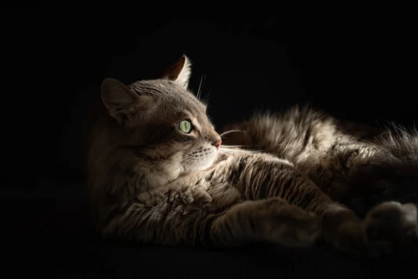 Gato Descansando Sofá Raio Luz Solar Rosto — Fotografia de Stock