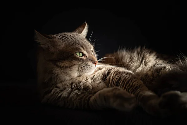 Gato Descansando Sofá Rayo Luz Solar Cara — Foto de Stock