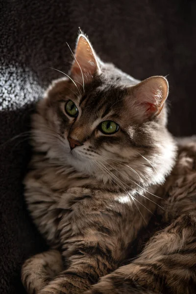 Katze Ruht Sich Auf Dem Sofa Aus — Stockfoto