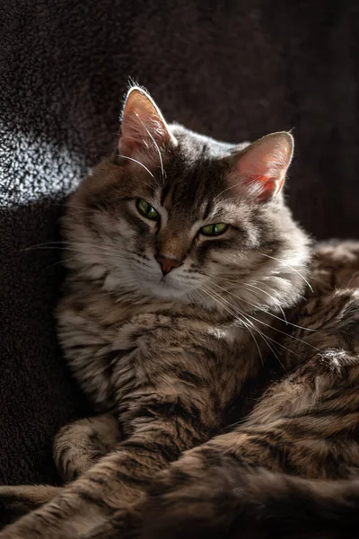 猫休みの日 ソファー — ストック写真