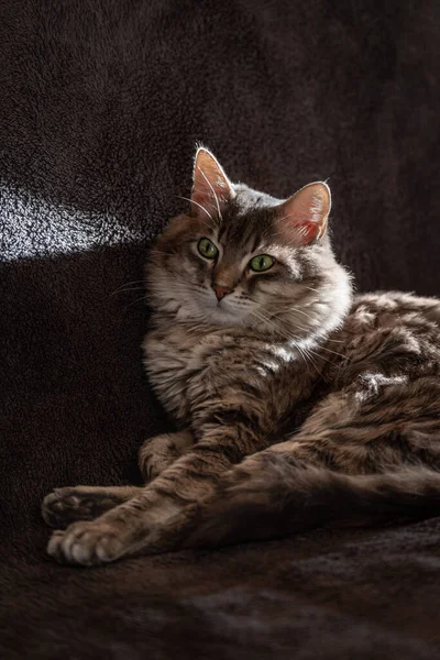 Katze Ruht Sich Auf Dem Sofa Aus — Stockfoto