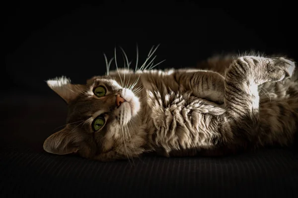 Gato Descansando Sofá — Fotografia de Stock