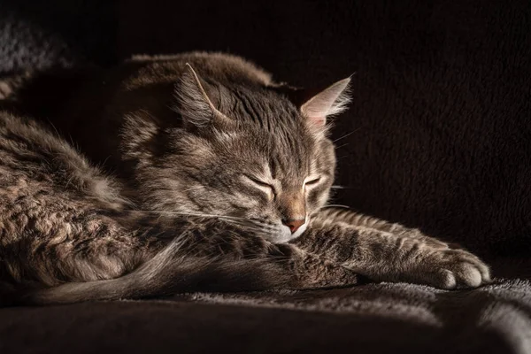 Кошка Спит Кровати Дома — стоковое фото