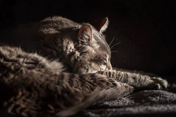 Chat Dormant Sur Lit Maison — Photo