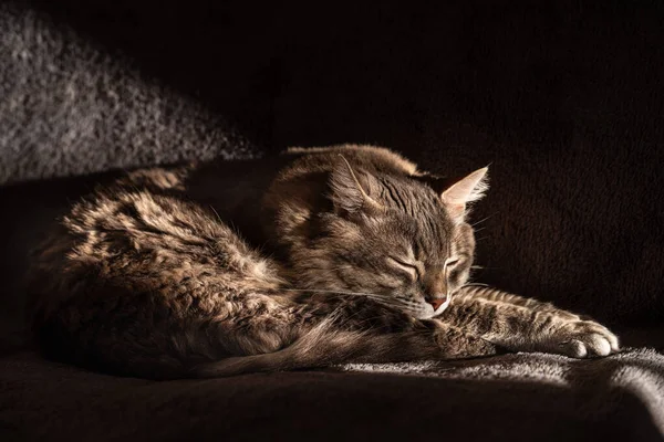 Chat Dormant Sur Lit Maison — Photo