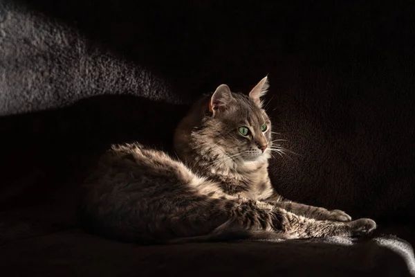 Katze Auf Dem Sofa Liegend Nahaufnahme — Stockfoto