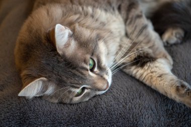 Kedi kanepede dinleniyor.