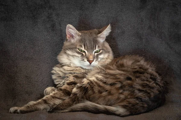 Gato Descansando Sofá — Fotografia de Stock