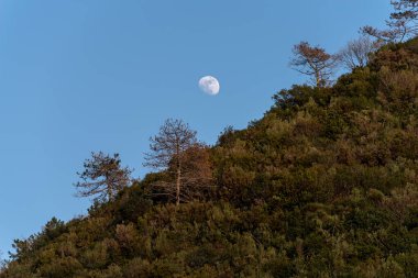 Ay yükseliyor, tepedeki ön plandaki ağaçlardan.