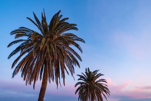 Palmiers Contre Ciel Clair Bleu Soir — Photo